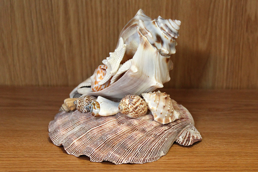 Conch Shell Centerpiece - Sea Treasure by Patrice