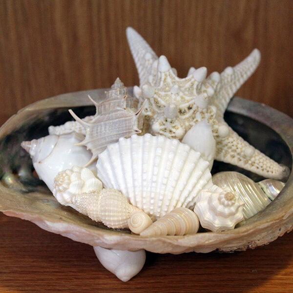 Abalone Shell Centerpiece
