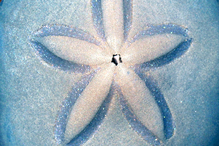 Sand Dollar Peace Symbol - Sea Treasure by Patrice