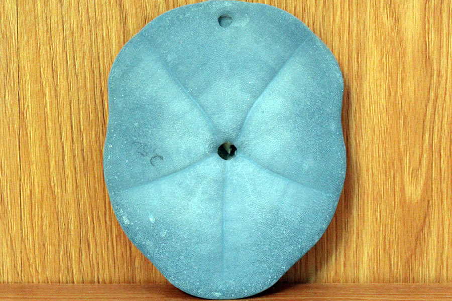 Sand Dollar Peace Symbol - Sea Treasure by Patrice