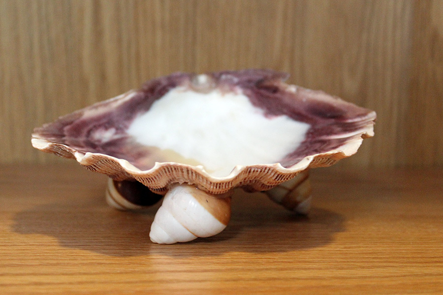 Beautiful Shell with Soap