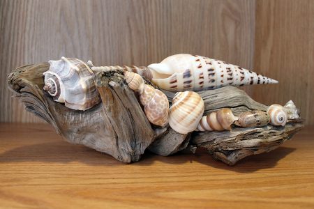 Beach Decor: Beach Decor Ideas, Beach Decor, Beach Decor Centerpiece, Beach Wedding Centerpiece, Driftwood Display, Driftwood Home Accent