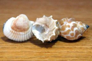 Beige Shells Hair Clip